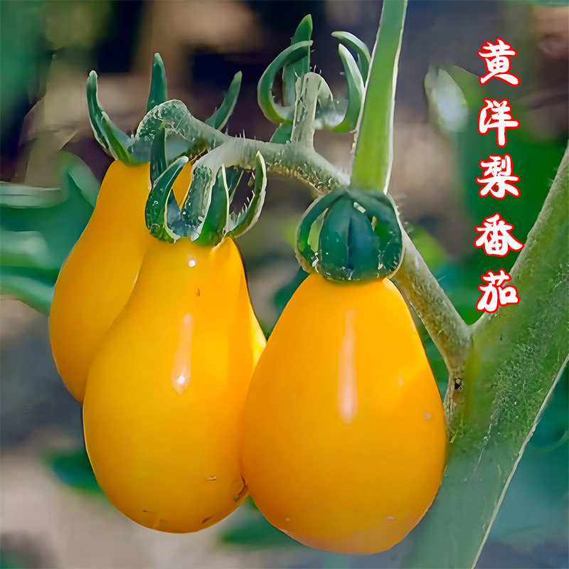 四季种植盆栽黄洋梨番茄种籽阳台春秋栽种水果小西红柿种子蕃茄籽