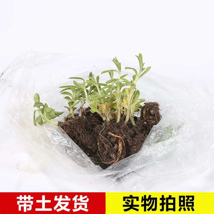 四季阳台盆栽庭院耐寒费菜三七菜种子养心种籽高钙菜救心菜根苗,鲜花速递/花卉仿真/绿植园艺,家庭园艺种子,淘宝优惠券,粉丝福利购,淘宝优惠卷