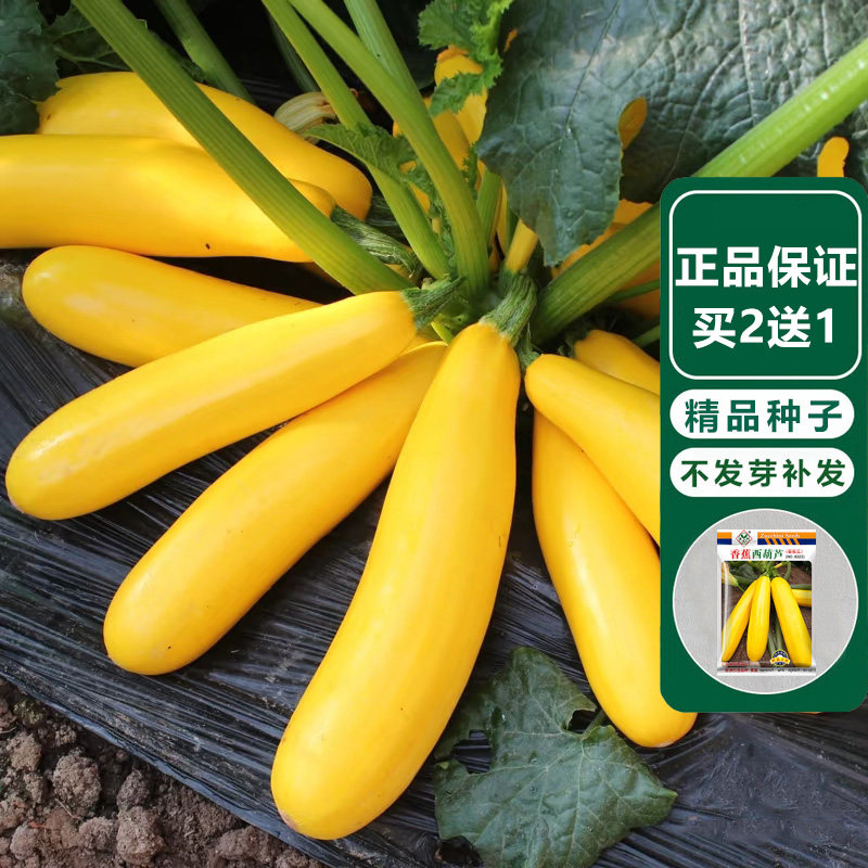 四季盆栽食用香蕉黄色西葫芦种子蔬菜种籽菜葫芦瓜苗子春夏季种植