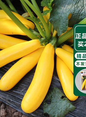 四季盆栽食用香蕉黄色西葫芦种子蔬菜种籽菜葫芦瓜苗子春夏季种植