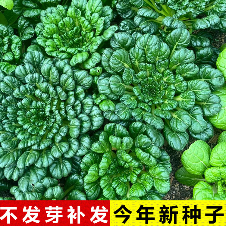四季耐寒奶油黄心乌塌菜种子青菜子大全蔬菜籽春秋冬天乌蹋菜种籽