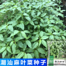 建南种业正宗潮汕白麻叶菜种籽菜用黄麻叶子埃及帝王菜野菜种特色
