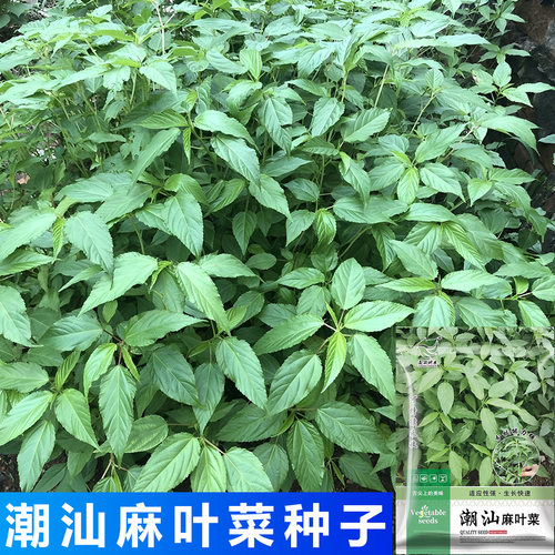 潮汕麻叶菜种籽买2送1