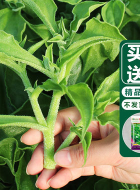 四季水晶冰菜种子买二送一