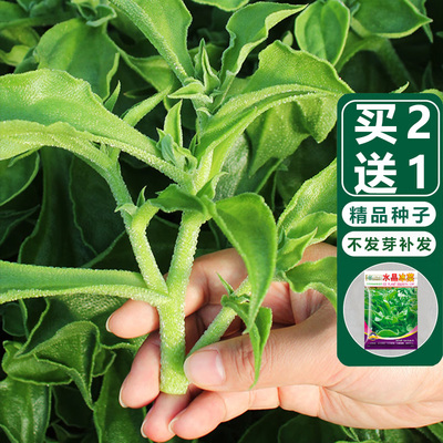 四季水晶冰菜种子买二送一