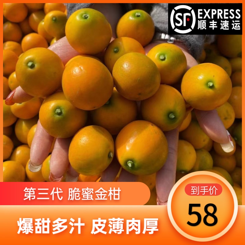 第三代广西融安金桔孕妇水果