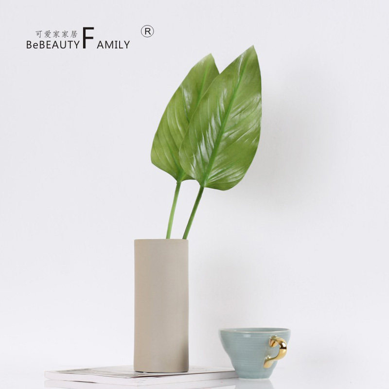 海芋花价格 海芋花图片 星期三