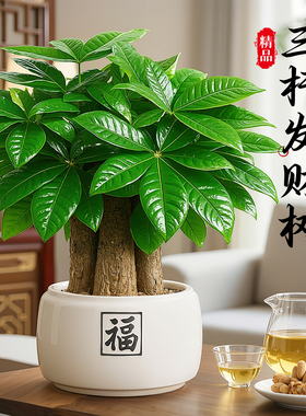 发财树盆栽招财旺宅桌面盆景
