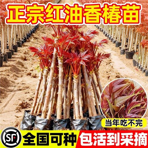 正宗红油香椿苗树四川矮化
