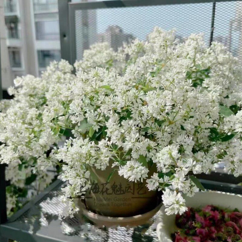 禾叶大戟飘雪盆栽带花雪白色花朵室内阳台客厅植物花期长四季好养