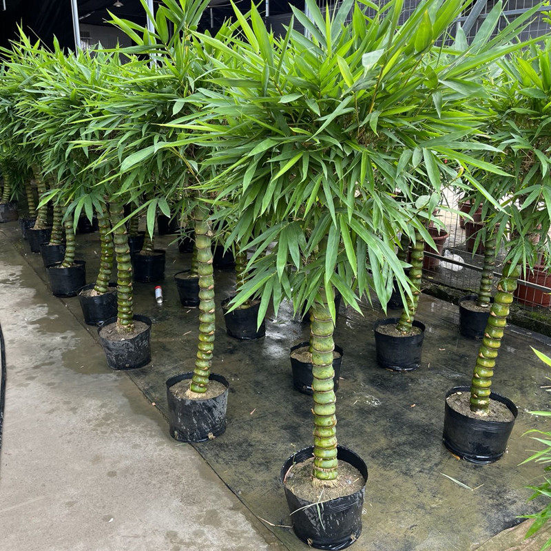 佛肚竹盆景苗老桩矮化别墅庭院花园造景美化绿植四季常青大罗汉竹