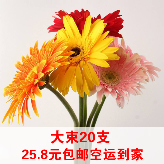 云南昆明多色扶郎花太陽花非洲菊鮮花插花空運速遞包郵到家