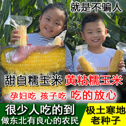 东北黄糯玉米真空包装黏玉米棒即食甜糯粘苞米黄玉米甜白糯玉米