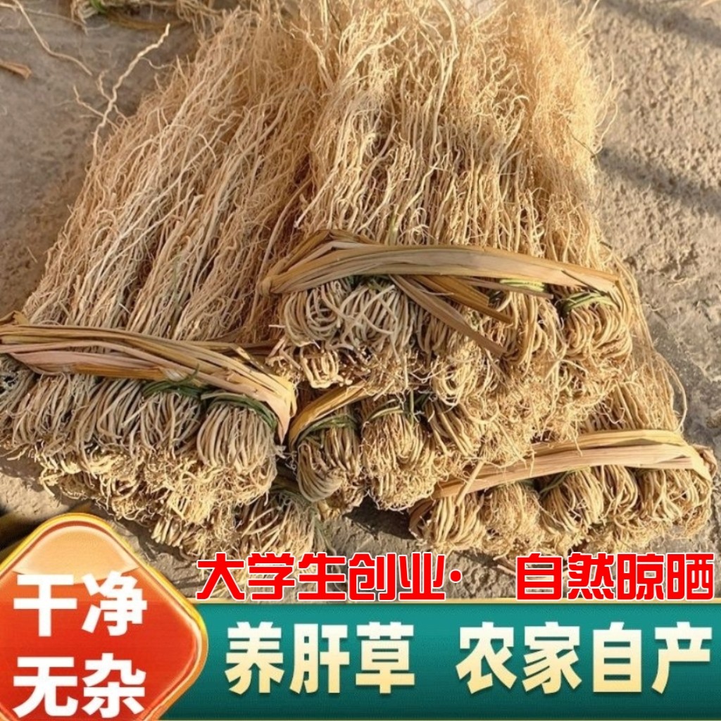 酒店特色食材 养肝草开胃草 丝线根护肝草龙须草养肝金草广东汤料