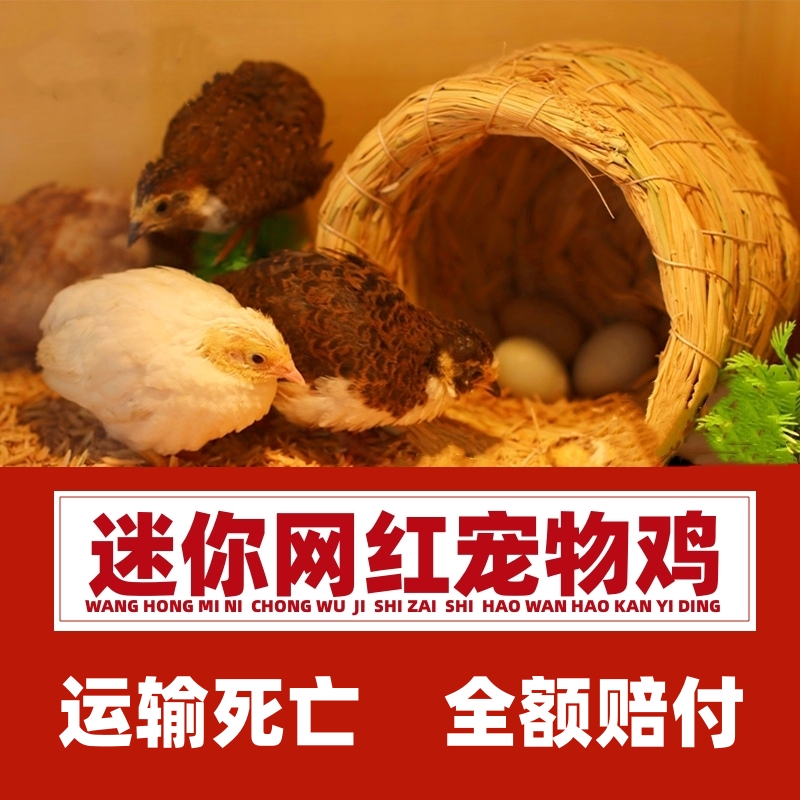 芦丁鸡活物观赏卢丁鸡活体迷你宠物50-90天成鸡白色礼服成年大鸡