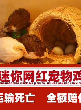 芦丁鸡活物观赏卢丁鸡活体迷你宠物50-90天成鸡白色礼服成年大鸡