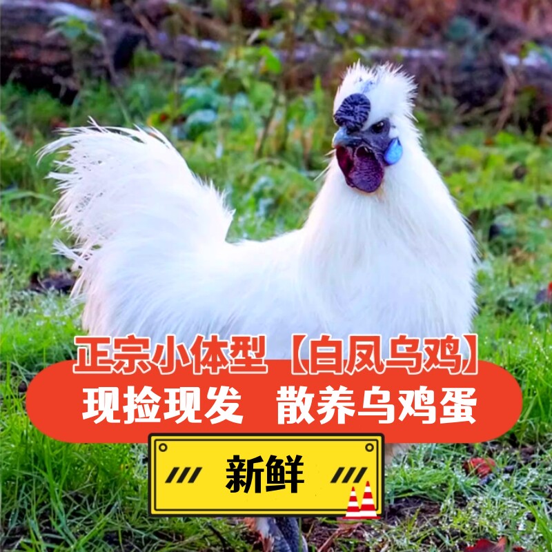 乌鸡蛋纯种泰和乌鸡蛋现捡精品发散养好营养享受自然的好鸡可食用