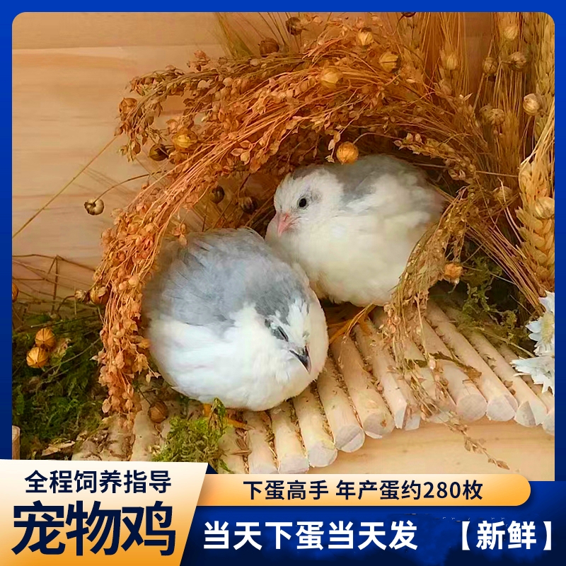 芦丁鸡受精可孵化蛋网红迷你宠物鸡纯白礼服德系精品卢丁鸡受精蛋