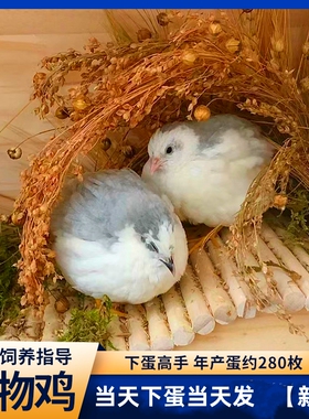 宠物鸡受精可孵化蛋网红芦丁小鸡礼服卵鹌鹑德系纯白瓦灰色观赏