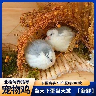 芦丁鸡受精可孵化蛋网红迷你宠物鸡纯白礼服德系精品卢丁鸡受精蛋