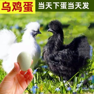 乌鸡蛋纯种泰和乌鸡蛋现捡精品发散养好营养享受自然的好鸡可食用