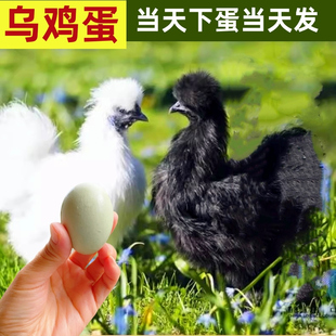 乌鸡蛋纯种泰和乌鸡蛋现捡精品发散养好营养享受自然的好鸡可食用