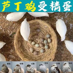 原种宠物鸡芦丁小鸡受精可孵化蛋网红迷你礼服德系卢丁鸡受精蛋