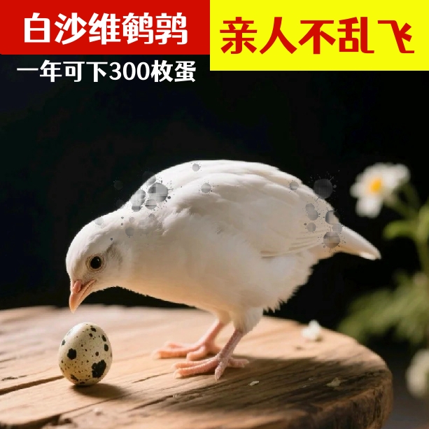 巨型熊猫鹌鹑种蛋受精蛋,白沙维,黄沙维法巨非洲黑受精鹌鹑蛋