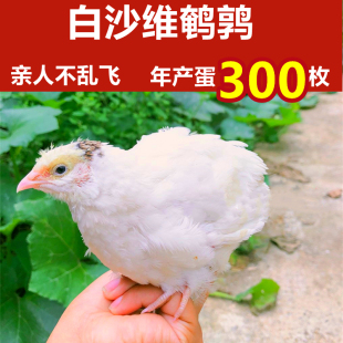 白沙维活体鹌鹑蛋受精蛋网红迷你鸡卵巨型可孵化观赏宠物活苗原种