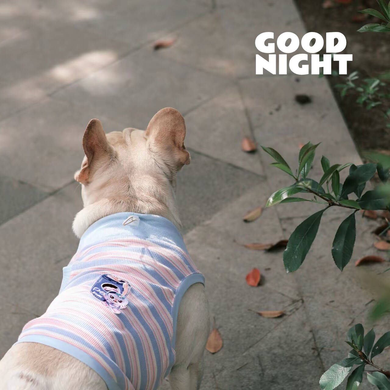 GOOD NIGHT晚安狗狗衣服恶霸巴哥柯基英斗春夏空调房法斗衣服背心