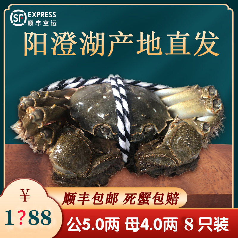 【活蟹】唯唯亭亭阳澄湖大闸蟹公5.0-5.4两 母4.0-4.4两8只礼盒装