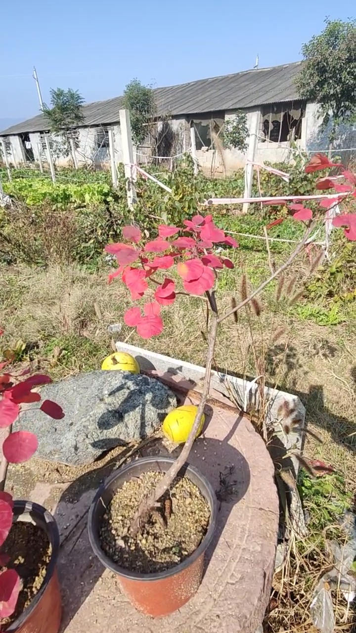 香山红叶黄栌盆景素材扭曲丛林文人坨坨室内阳台绿植盆栽