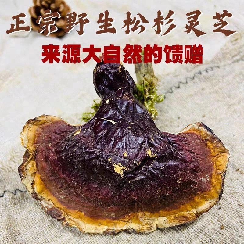 精选纯野生灵芝长白山赤芝松杉灵芝整枝白肉白心干货泡茶500g切片