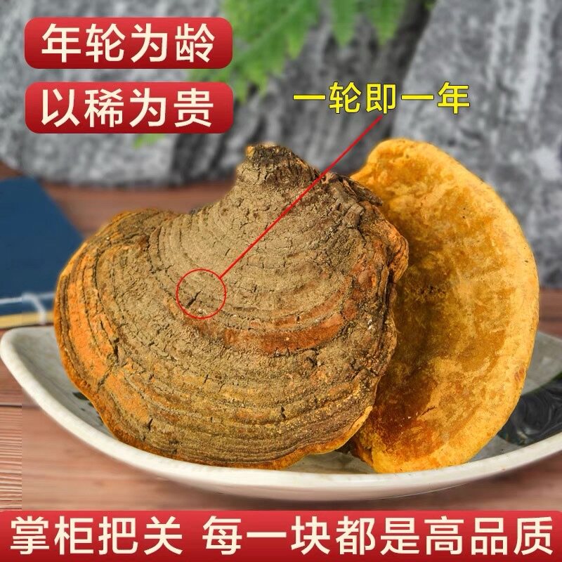 桑黄野生西藏野生桑黄正品野生桑黄粉桑树桑黄茶西藏桑黄灵芝250g