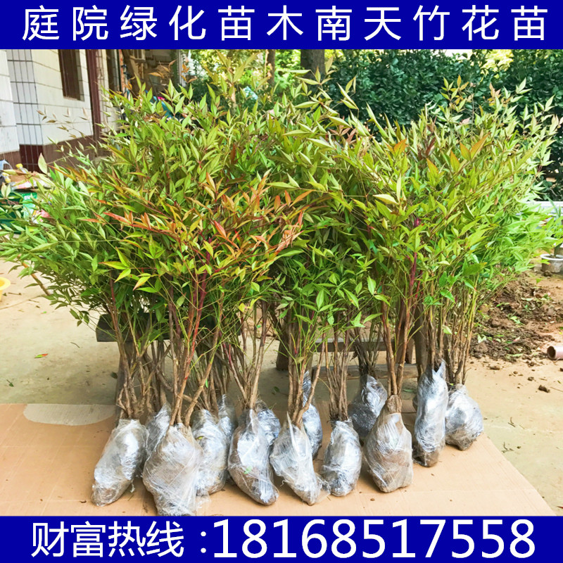 南天竹绿化苗木庭院植物盆栽盆景