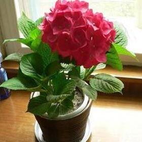 盆栽花卉 幸运花 八仙绣球花 绿色植物 变色花 多色可选规格齐全