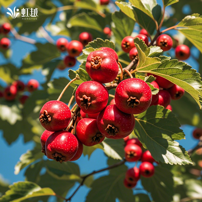 虹越山楂树活苗裸根苗大金星山楂