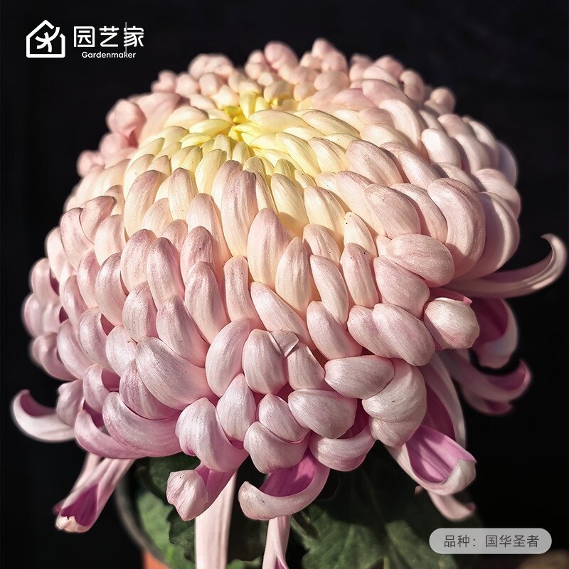 园艺家国华大菊系列花苗传统菊花盆栽国菊庭院阳台耐热耐寒多年生