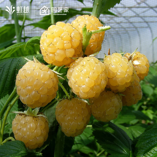 黄树莓苗虹越覆盆子果苗