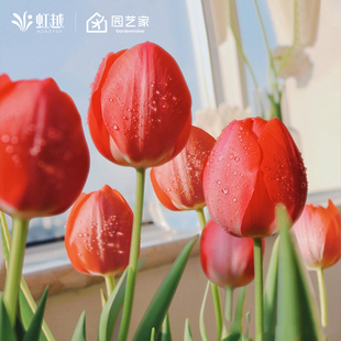 郁金香种球自然球荷兰直采花种子球根重瓣土培盆地栽耐寒花卉虹越