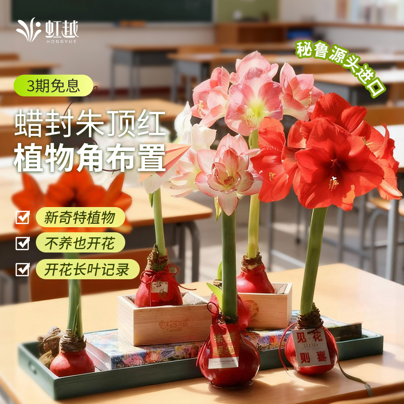 朱顶红蜡球蜡封朱顶红进口球幼儿园中小学教室植物角布置礼物花球