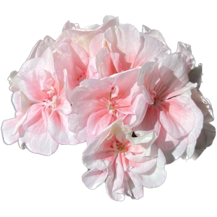 花彩兔子粉天竺葵花苗重瓣四季盆栽阳台室内窗台花园易爆花开不断