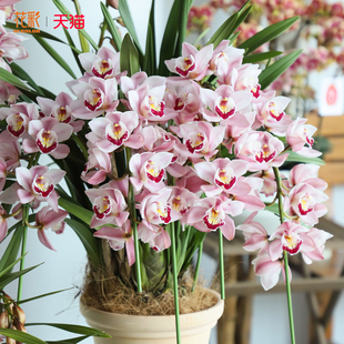 花彩大花蕙兰盆栽室内阳台装饰摆件观花洋兰年宵花白玉香兰带花苞