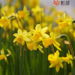 洋水仙种球进口悄悄话花卉种子球根植物多年生土培可盆栽虹越现货