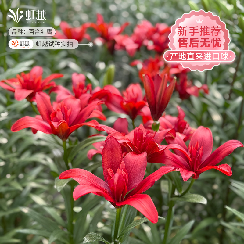 百合种球虹越进口对版香水百合