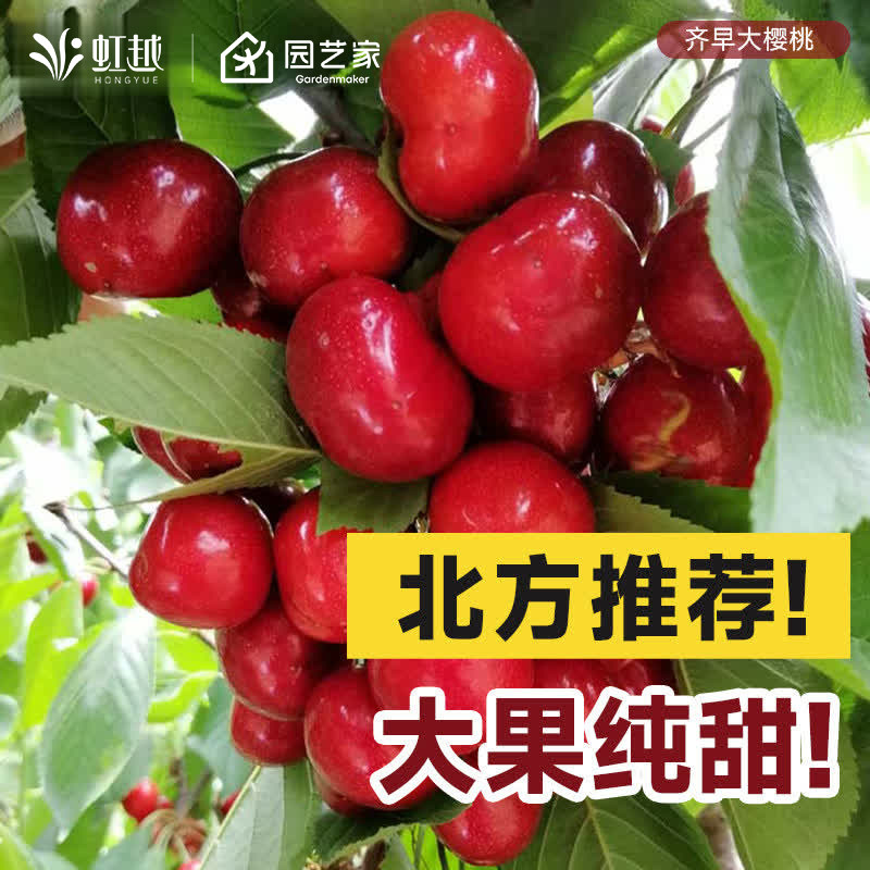 虹越车厘子北方种植盆栽果树果苗樱桃种植庭院齐早大樱桃,鲜花速递/花卉仿真/绿植园艺,果树,淘宝优惠券,粉丝福利购,淘宝优惠卷