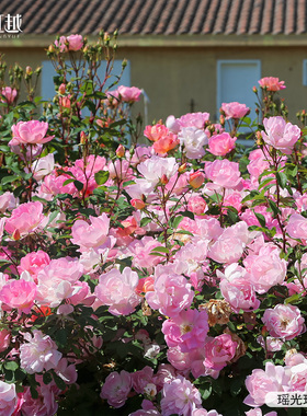 虹越进口月季玫昂1.5年嫁接裸根苗黑巴克龙沙花园藤本多年生灌木