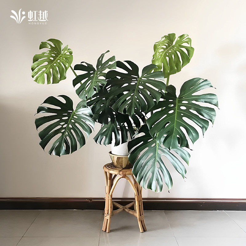 虹越龟背竹盆栽观叶绿植水培土培四季常绿客厅卧室办公室内好养活