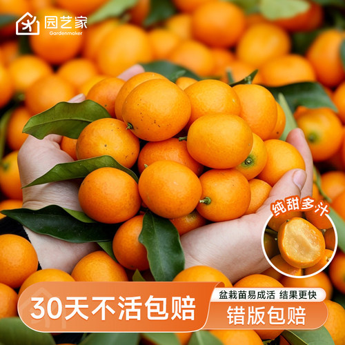 虹越柑桔橘子树果树盆栽