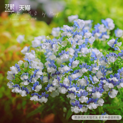 花彩蓝白航空龙面花盆栽芳香植物